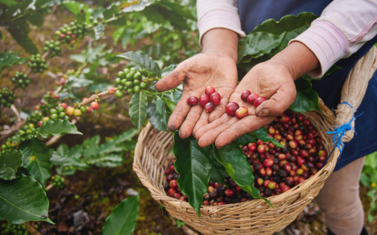 Fruit Picking Jobs In Australia ($14- $34/hour)